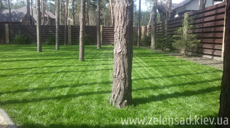 Автополив, посевной газон