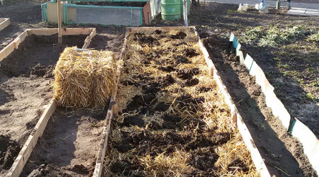 Капельный полив клубники