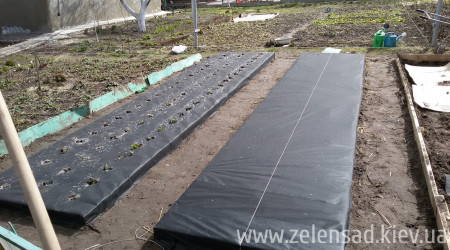 Капельный полив клубники