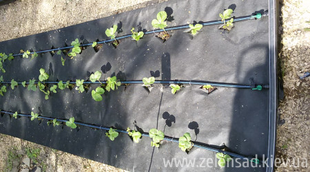 Капельный полив клубники