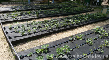 Капельный полив клубники